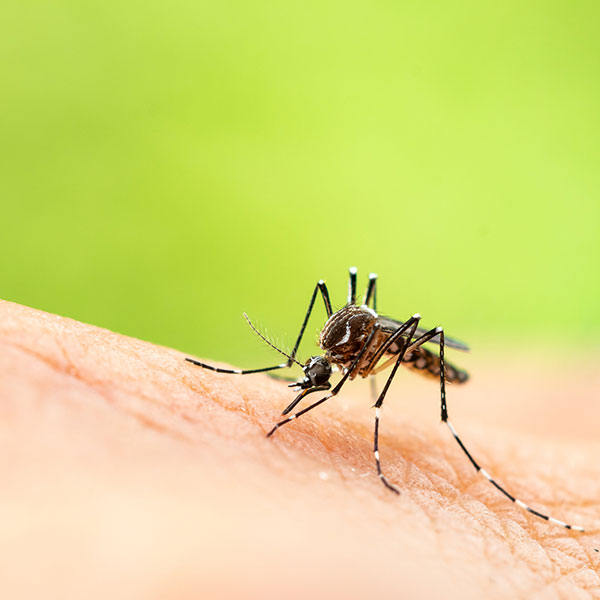 mosquito-blog